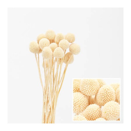 MAZZO CRASPEDIA IMBUSTATO 60cm BIANCO 20pz