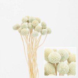 MAZZO CRASPEDIA IMBUSTATO 60cm AZZURRO 20pz