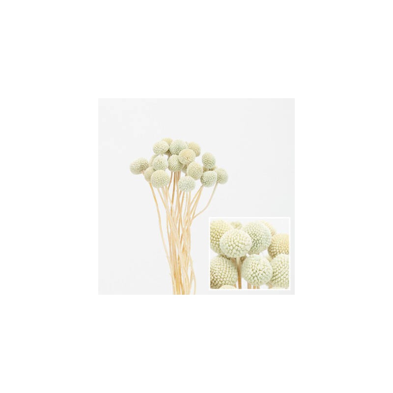 MAZZO CRASPEDIA IMBUSTATO 60cm AZZURRO 20pz