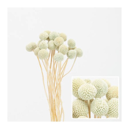 MAZZO CRASPEDIA IMBUSTATO 60cm AZZURRO 20pz