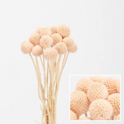 MAZZO CRASPEDIA IMBUSTATO 60cm ROSA CHIARO 20pz