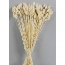 PHALARIS POS SBIANCATO BUSTA 100gr