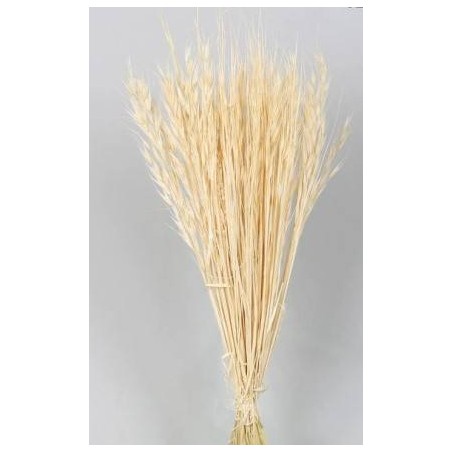 AVENA SELVATIVA SBIANCATA BUSTA 100gr